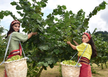 Mirasla parçalanan fındık bahçelerine 'Z kuşağı' ilgisiz
