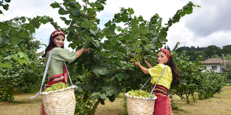 Mirasla parçalanan fındık bahçelerine 'Z kuşağı' ilgisiz