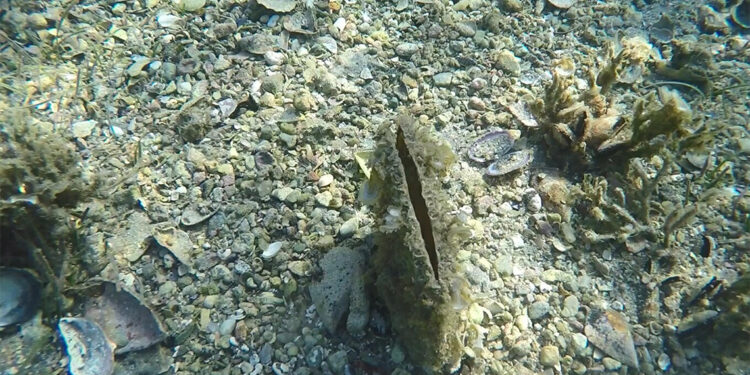 Nesli tehlike altına olan pina popülasyonunda olumlu gelişme