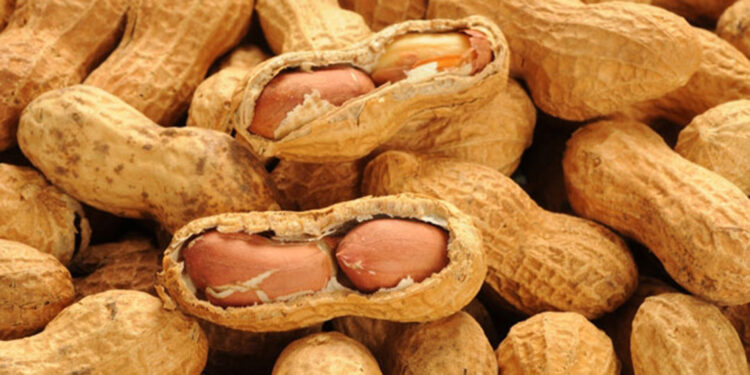 Osmaniye yer fıstığı Avrupa Birliği’nde tescilleniyor