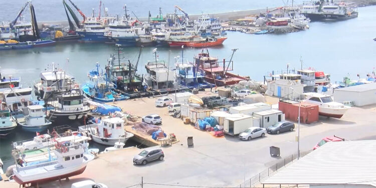 Balıklar kaçıyor; Karadeniz'de hamsi kalmayacak