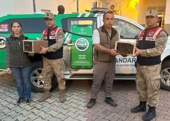 Şırnak'ta 4 yavru Hint şebeği ele geçirildi