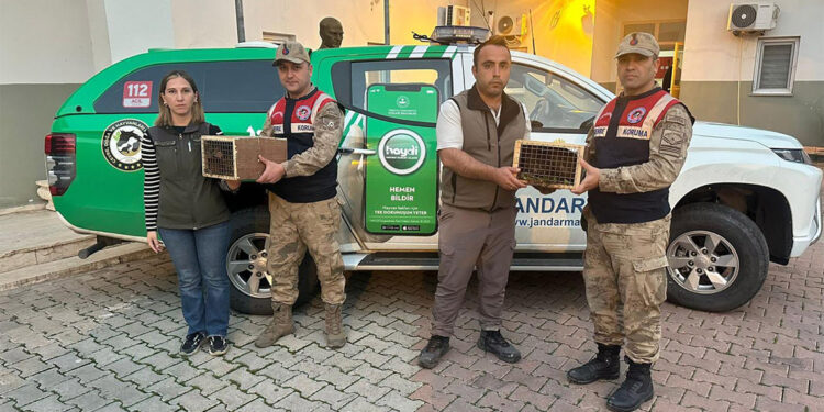 Şırnak'ta 4 yavru Hint şebeği ele geçirildi