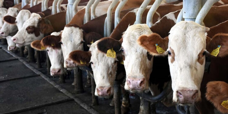 TÜİK: 2023'te büyükbaş ve küçükbaş sayısı azaldı