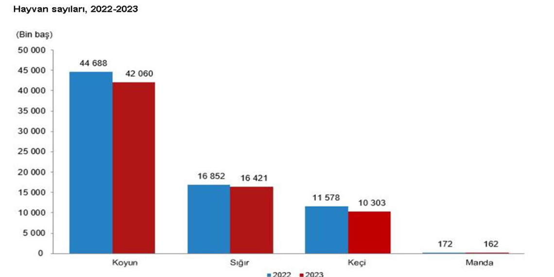 TÜİK: 2023'te büyükbaş ve küçükbaş sayısı azaldı