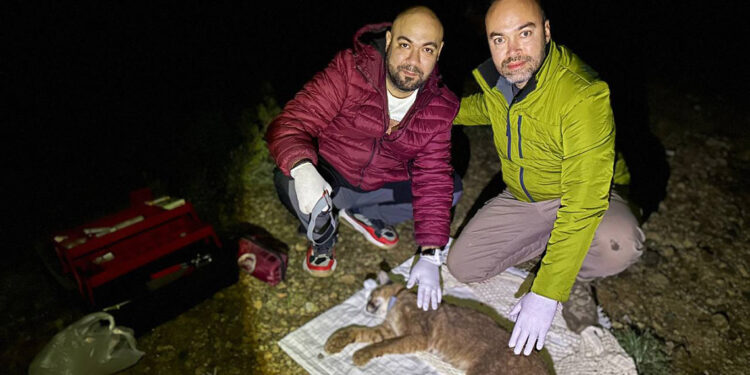 Türkiye'de ilk defa bir karakulaka uydu verici takıldı