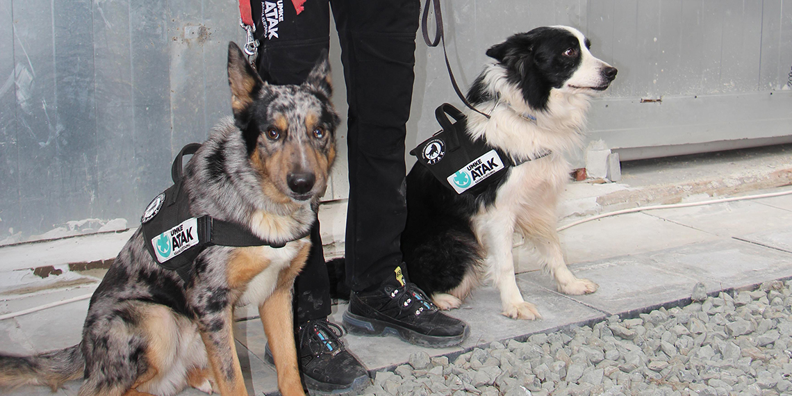 UMKE'nın arama kurtarma köpekleri Buddy ve Shollie