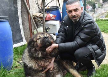 Yakalamak istediği köpeği pompalı tüfekle vurdu