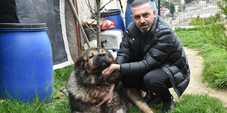 Yakalamak istediği köpeği pompalı tüfekle vurdu