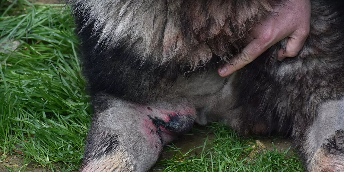 Yakalamak istediği köpeği pompalı tüfekle vurdu