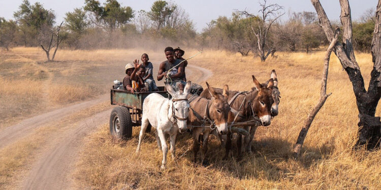 Yılda 5.9 milyon eşek derisi yüzünden öldürülüyor