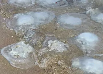Yumurtalık lagünü sahiline binlerce denizanası vurdu