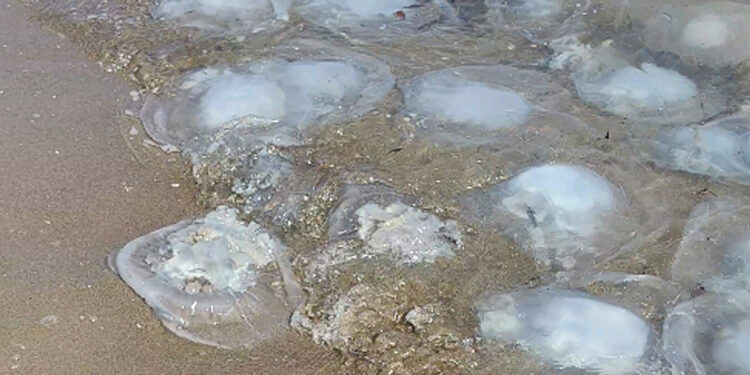 Yumurtalık Lagünü sahiline binlerce denizanası vurdu