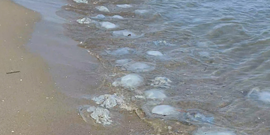 Yumurtalık Lagünü sahiline binlerce denizanası vurdu