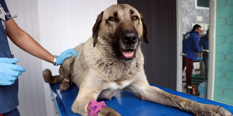 Zehirlenen sokak köpeği, tedaviye alındı