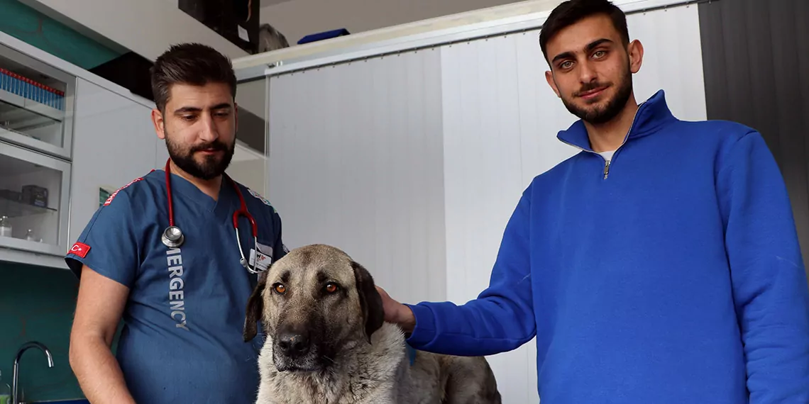 Zehirlenen sokak köpeği, tedaviye alındı