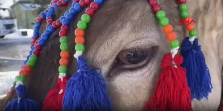 Zavot ırkı ineklerin sayıları çoğaltılıyor