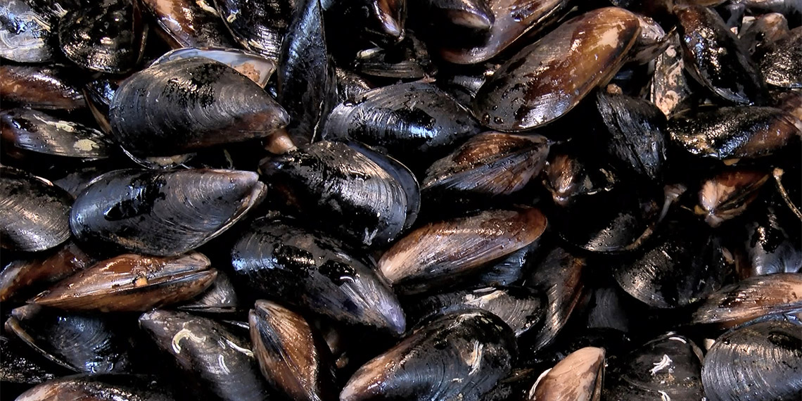 İstanbul Boğazı'nın Sarıyer bölgesinden alınan 30 farklı midye numunesinde mikroplastiğe rastlandı. Uzmanlar insan sağlığına zararlı olduğunu belirttikleri mikroplastiklerle ilgili uyarılarda bulundu.