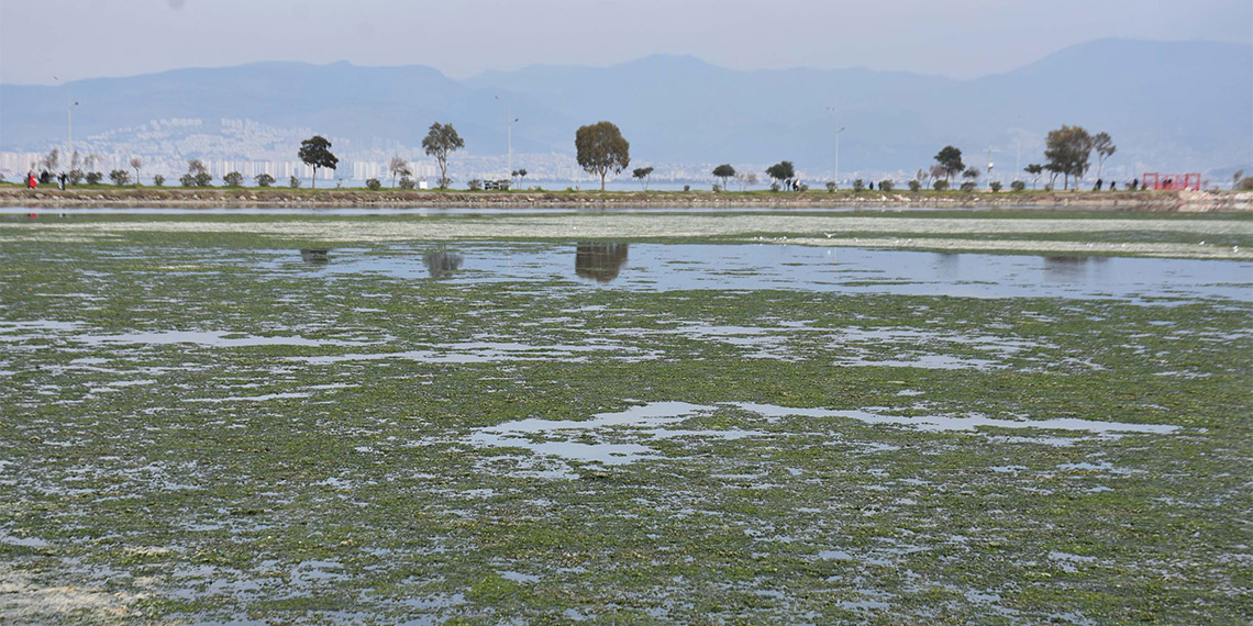 Çakalburnu Lagünü deniz marulları ile kaplandı; kuş türleri tehlikede