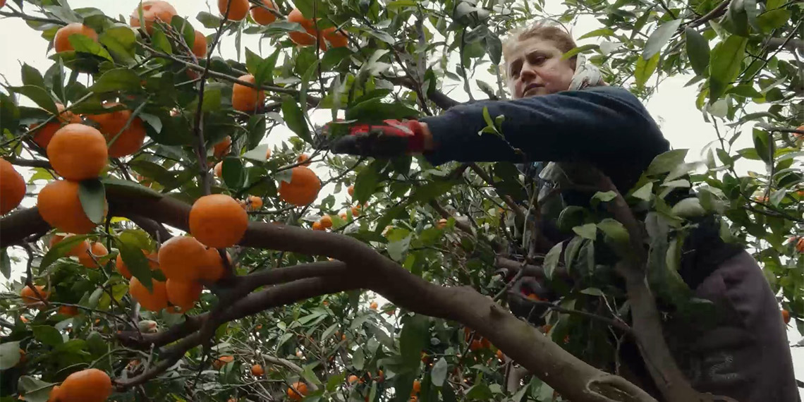 Dalında kalan narenciye ürünlerini gönüllüler topluyor