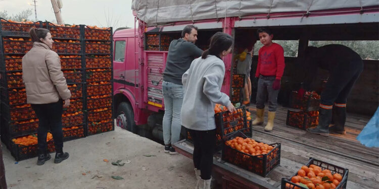 Dalında kalan narenciye ürünlerini gönüllüler topluyor