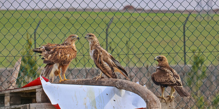 1 yılda 300 yaralı yabani hayvana müdahale edildi