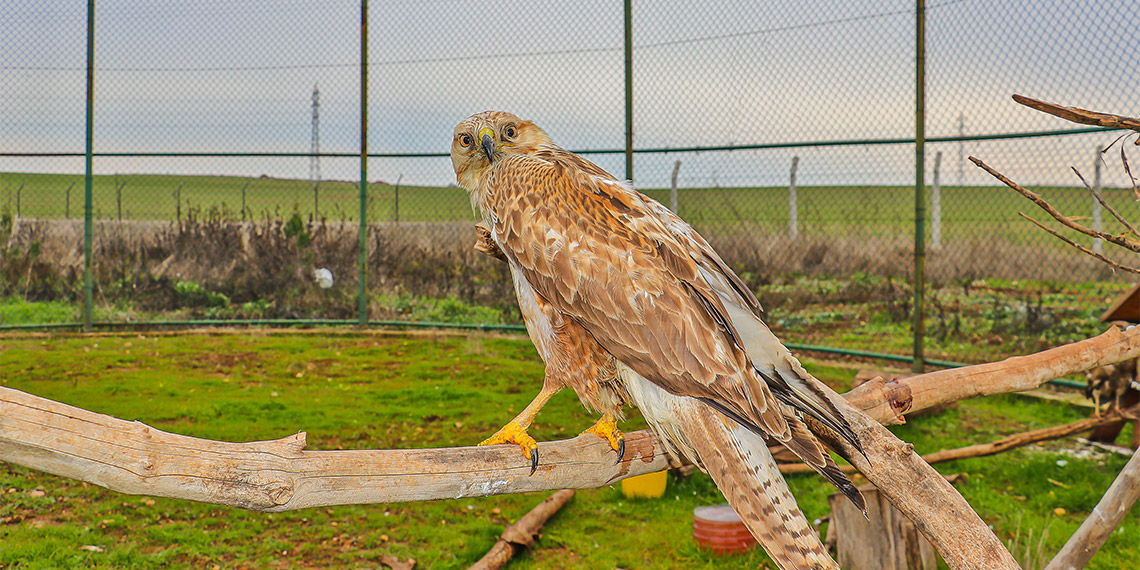 Diyarbakır'da 1 yılda 300 yaralı yabani hayvana müdahale edildi; hayvanlardaki yaralanma sebeplerinin çoğu insan kaynaklı.