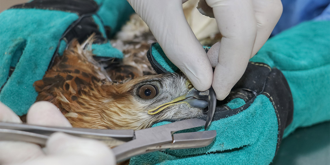 1 yılda 300 yaralı yabani hayvana müdahale edildi