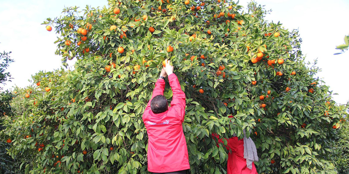 Hatay'da genç gönüllüler narenciye hasadına destek oluyor