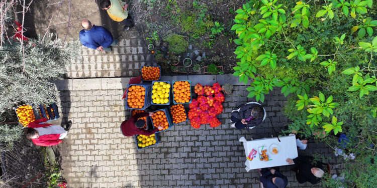 Hatay'da genç gönüllüler narenciye hasadına destek oluyor