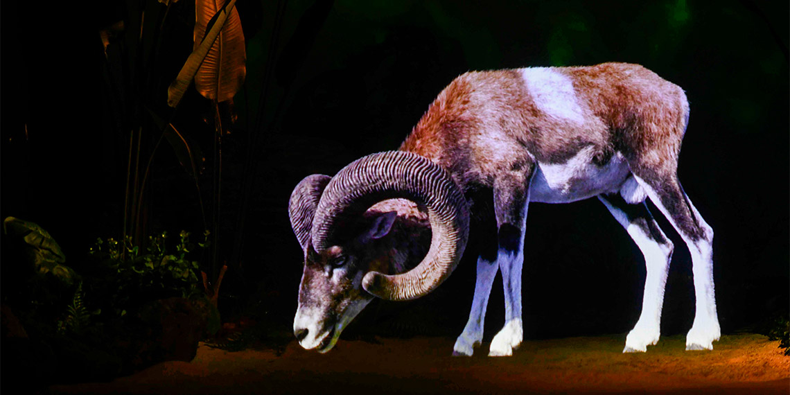 ‘Ankara Dijital Hayvanat Bahçesi’ 3 Şubat'ta açılıyor