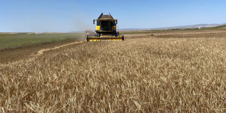 Konya Ovası'ndaki buğday hasadı erkene çekilebilir