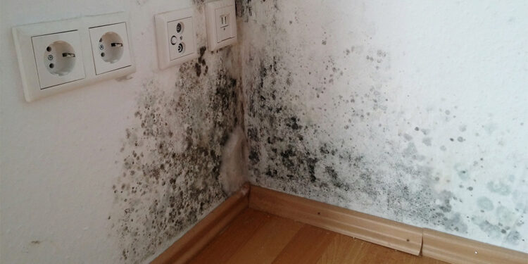 Geçmeyen hastalığınızın nedeni küf olabilir mi?