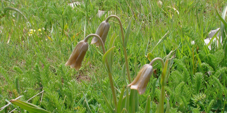 Mersin'de keşfedilen ters lale türü korumaya alınacak