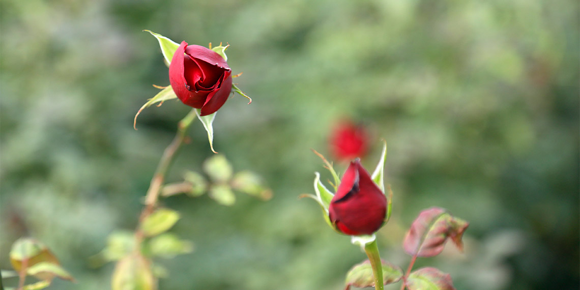 Kırmızı gülün fiyatı arttı; Demeti 300-400 TL