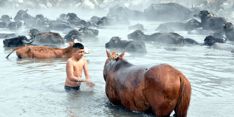 Manda ve atlarını açık hava kaplıcasında temizliyor