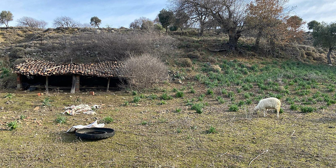 Sokak köpeklerinin ağıla girip saldırdığı 11 küçükbaş öldü