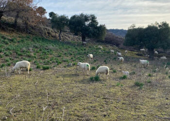 Sokak köpeklerinin ağıla girip saldırdığı 11 küçükbaş öldü