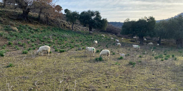 Sokak köpeklerinin ağıla girip saldırdığı 11 küçükbaş öldü