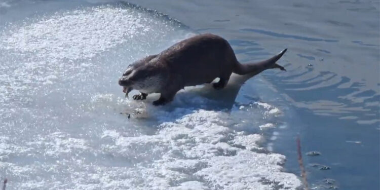 Su samuru avladığı balığı yerken görüntülendi