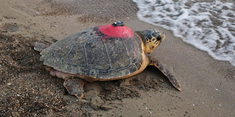 Takip edilen 60 deniz kaplumbağasından 56'sının sinyalinin kesildi