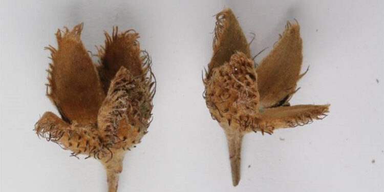 Türkiye'nin 3'üncü kayın ağacı türü keşfedildi