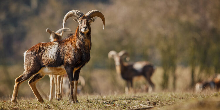 Yaban keçisi avlayan kişiye 311 bin 522 lira idari para cezası