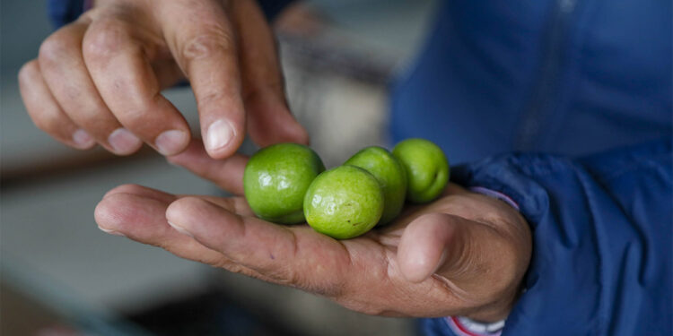 Eriğin adedi 100 TL’den satılıyor