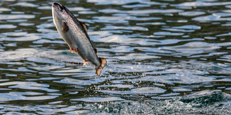 10 yılda 865 milyon somon balığı, denizlerdeki çiftliklerde öldü