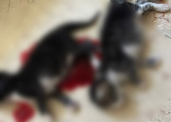 6 yavru kedi başları kesilerek öldürüldü