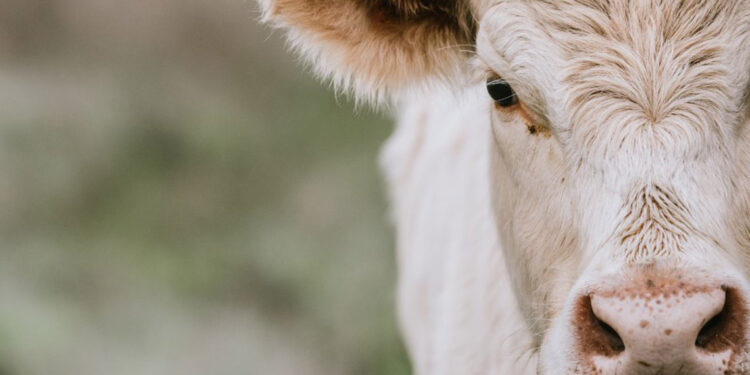 ABD'deki ineklerde kuş gribi tespit edildi