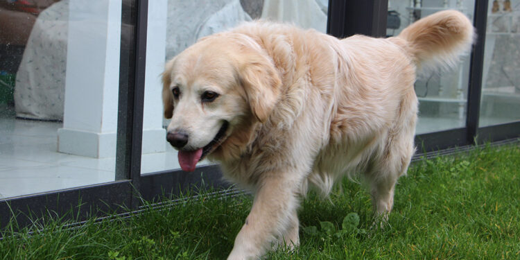 Aile hekimine saldıran köpeğin sahiplerine, 315 bin lira ceza