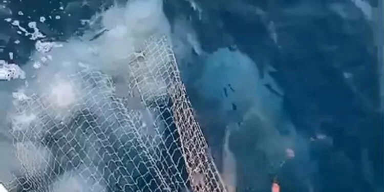 Akdeniz'de ağları yırtan denizanaları için uyarı