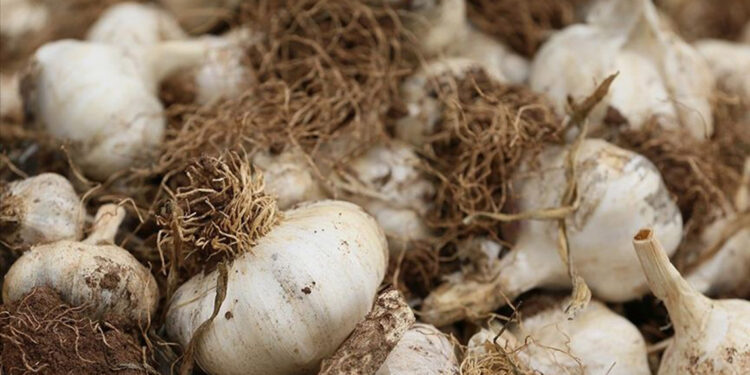 Araban sarımsağı AB coğrafi işaret tescili aldı